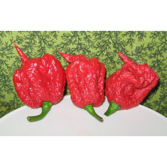 70% Carolina Reaper CHILLI Georgia Ramon 50g