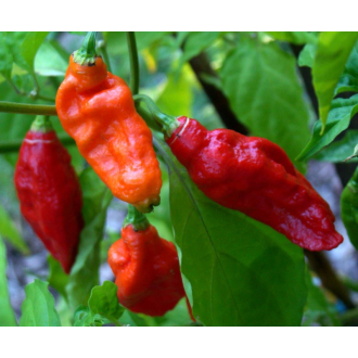 70% Soklet - Bhut Jolokia Chilli 50g