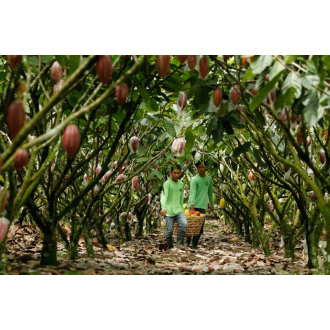 78% Limited 2000 trees (heirloom) Georgia Ramon 50g
