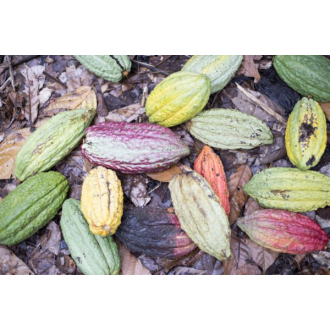 80% Latitude Rwenzori (Uganda) 70g