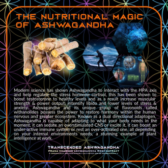 Transcended ASHWAGANDHA  - Primal Alchemy