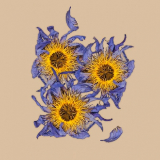 Blue Lotus (celistvý květ) - Anima Mundi 3g