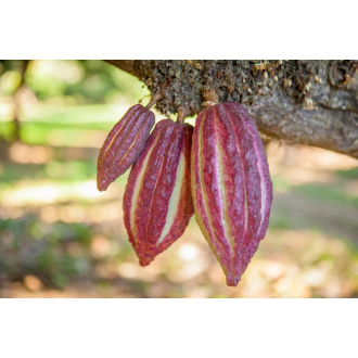 100% RAW Chocolat Madagascar VOHIBINANY (bez přísad) 75g
