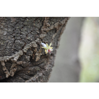 100% To’ak (Rain harvest 2022) - 50g