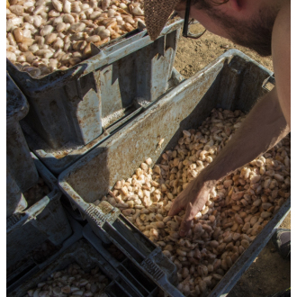 100% To’ak (Rain harvest 2022) - 50g