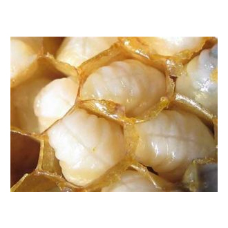 Trubčí mléko (11g) v tmavé čokoládě Naive 55g