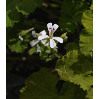 NEW Malva Flowers - To’ak Alchemy 28g (2x14g)