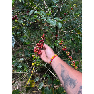 Colombia COMPETITION SERIES (Rigoberto Herrera) - BeBerry 70g