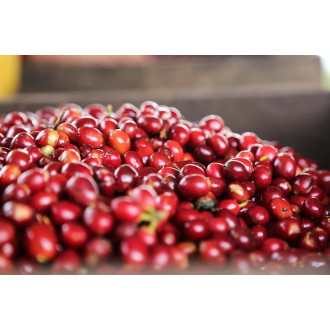 Colombia COMPETITION SERIES (Rigoberto Herrera) - BeBerry 70g