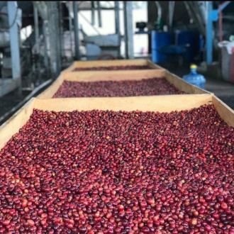 Honduras (Mildred Esperanza Urrea) - BeBerry 250g