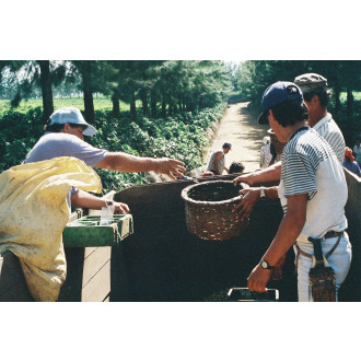 Costa Rica (Antonio Barrantes) - BeBerry 200g