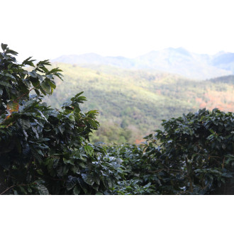 Nicaragua (Olman Valladarez) - BeBerry 250g