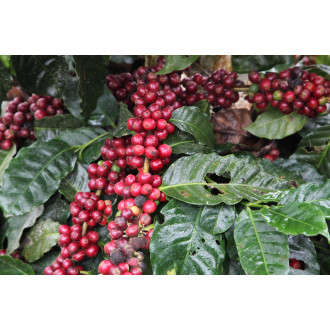 Nicaragua (Olman Valladarez) - BeBerry 250g