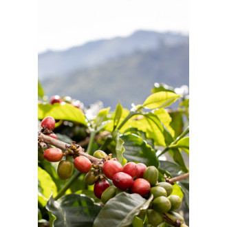 Colombia (Diofanor Ruiz) - BeBerry 200g