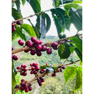 Colombia (Alirio Rodriguez) - BeBerry 250g