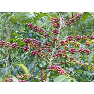 Ethiopia (Halo Beriti) - BeBerry 250g