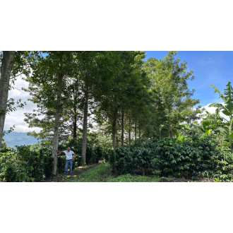 Honduras (Donaldo Gonzales) - BeBerry 250g