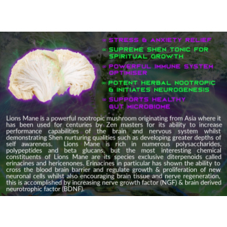 Transcended Lion’s Mane (divoká japonská lví hříva yamabushitake) - Primal Alchemy