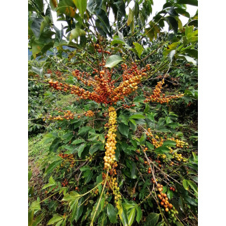 Colombia (Alonso Bustos) - BeBerry 250g