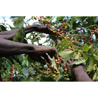 Kenya (Kii) - BeBerry 250g