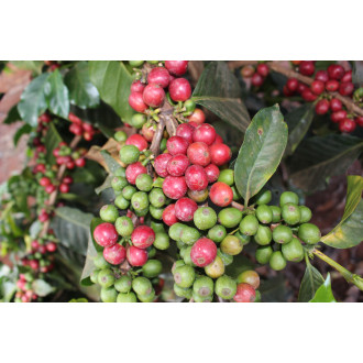 Kenya (Muthuaini) - BeBerry 250g