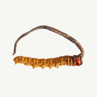 Transcended Cordyceps - Primal Alchemy 5g