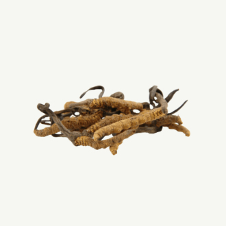 Transcended Cordyceps - Primal Alchemy 5g