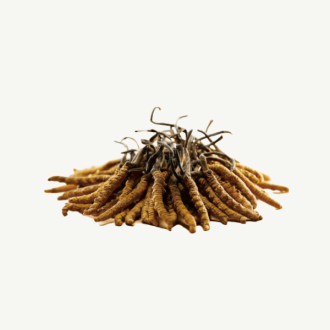 Transcended Cordyceps - Primal Alchemy 5g