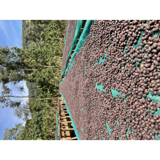 Ethiopia (Garse) - BeBerry 250g