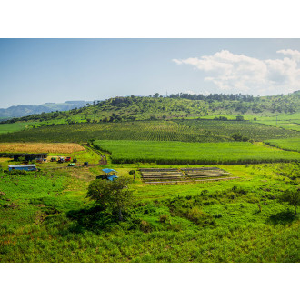 Kenya (David Muge) - BeBerry 250g