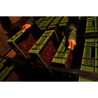 Colombia (Oscar Hernandez) B-day series - BeBerry 200g