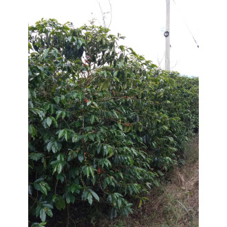 Colombia (Wilmer Cubillos) - BeBerry 250g