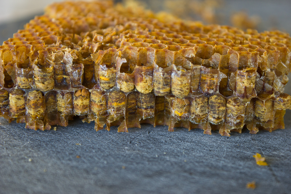 Perga včelí fermentovaný chleba v plástvích.