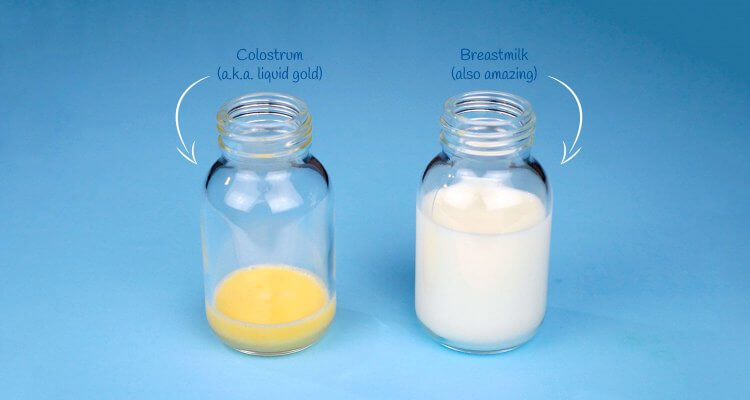 Na obrázku můžeme vidět rozdíl v barvě a konzistenci mezi kolostrem a mlékem.